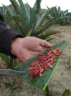 Gusanos de maguey, un manjar